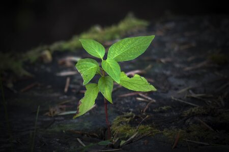 Leaves dark vignette photo