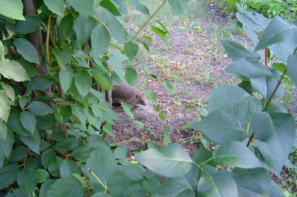 Europe forests mammal