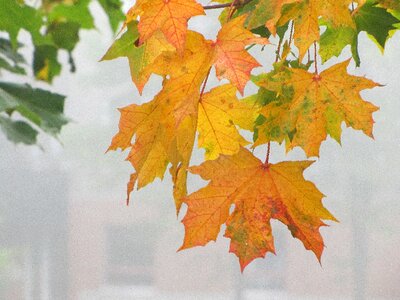 Maple orange mist