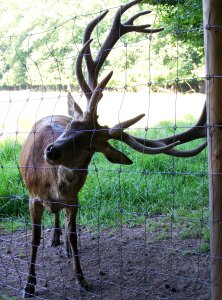 Wild antler nature