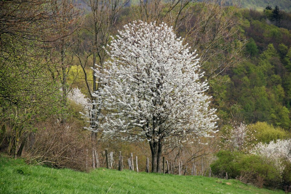 Blossom bloom blossom