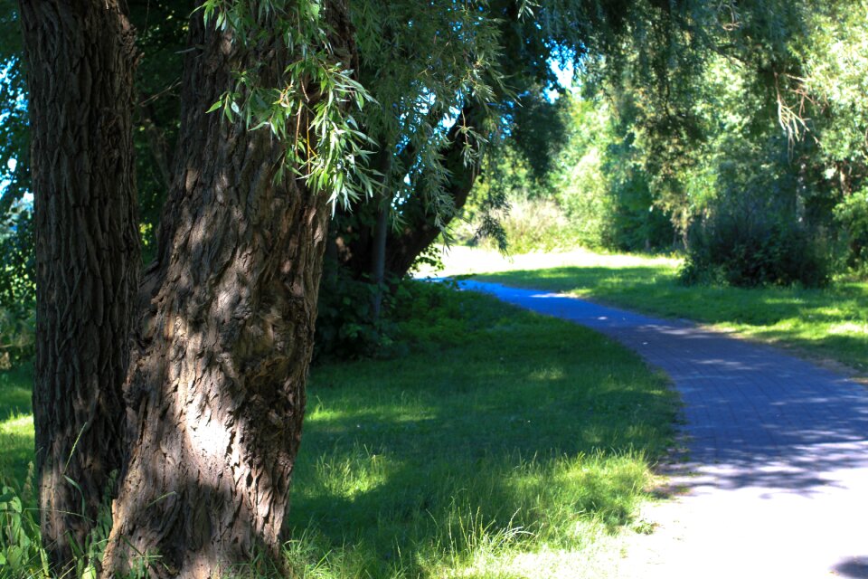 Trees in the green ribnitz ut