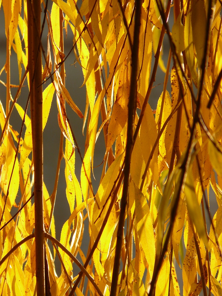 Salix alba pasture sali