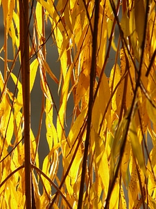 Salix alba pasture sali