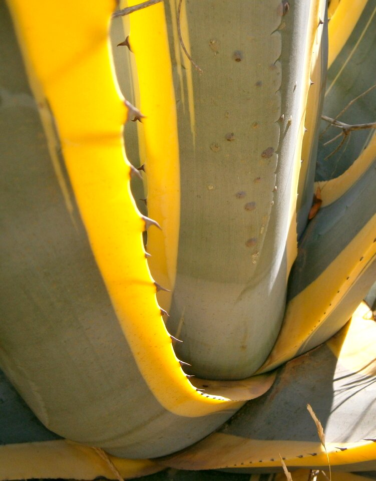 Vegetable nature wild