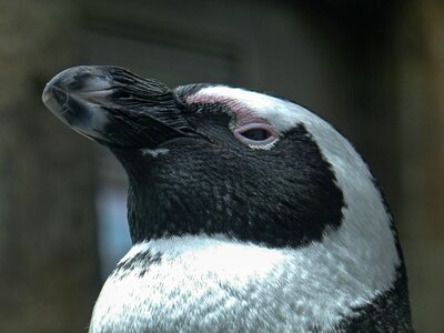 Spheniscus demersus bird close-up