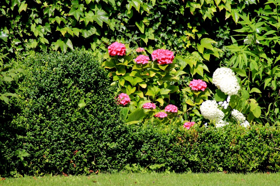 Plant large flowers nature