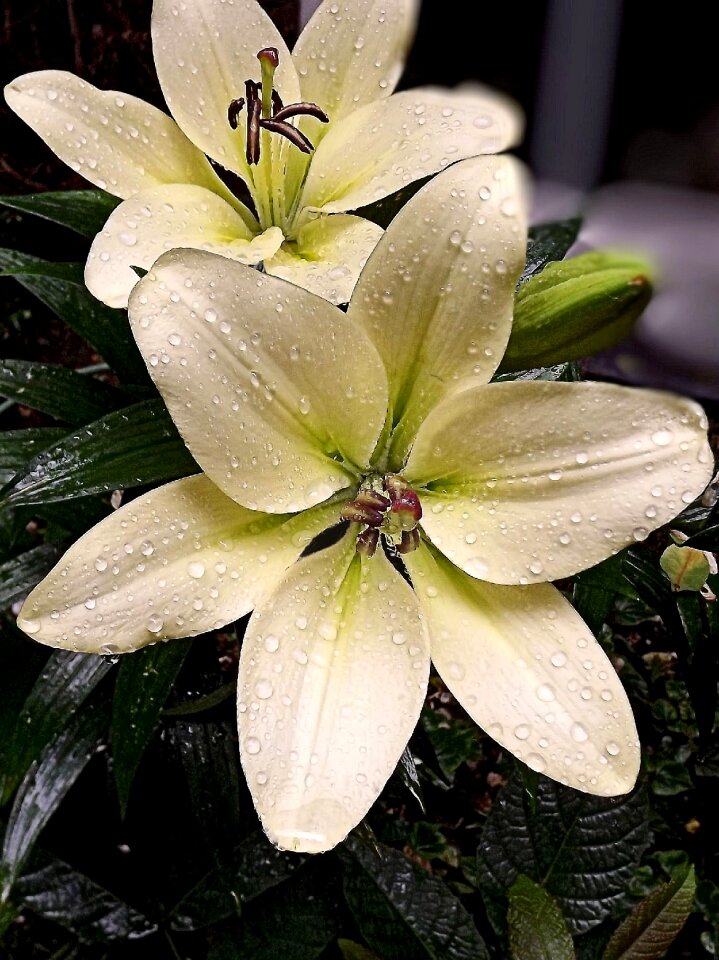 Flowers nature lilies