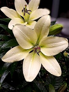 Flowers nature lilies
