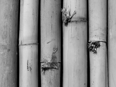 Leaves bamboo shoot branch