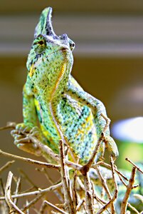 Green insect eater reptile photo