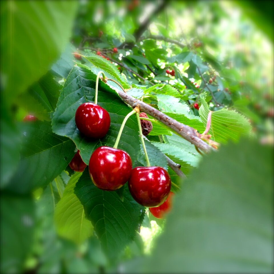 Nature summer fruits
