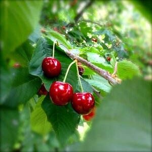 Nature summer fruits