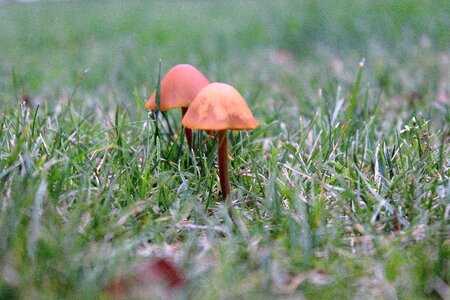 Mushrooms on meadow nature plant