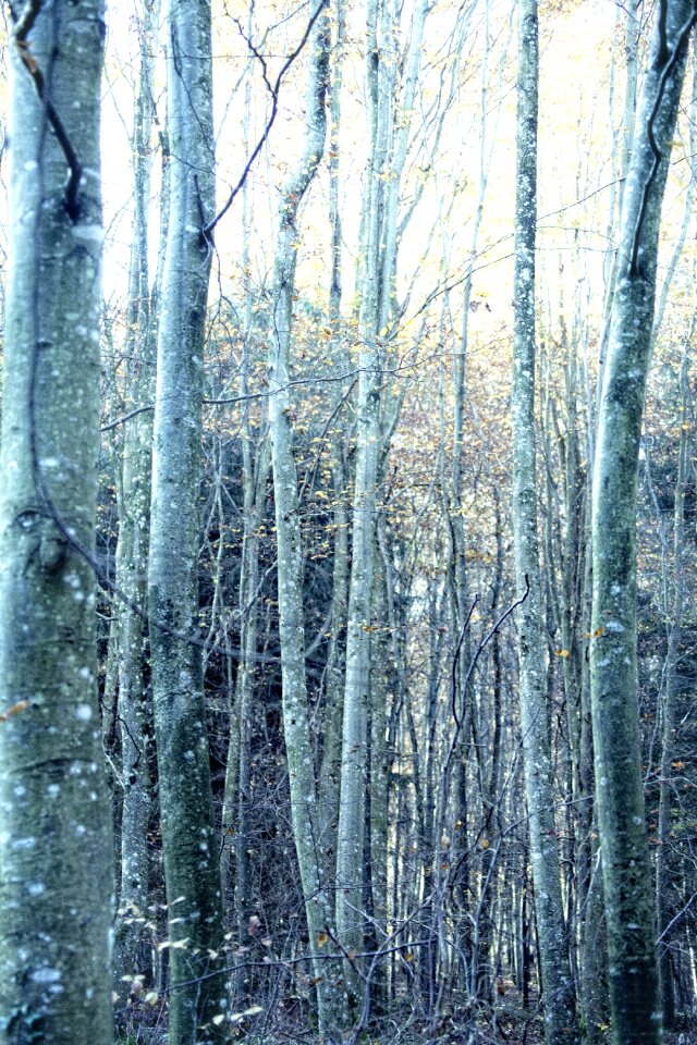 Forest autumn forest sunbeam
