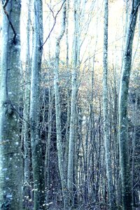 Forest autumn forest sunbeam