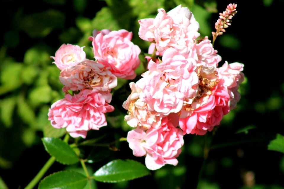 Plant large flowers nature