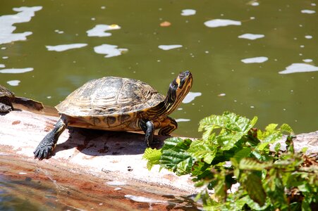 Reptile reptiles water turtle photo