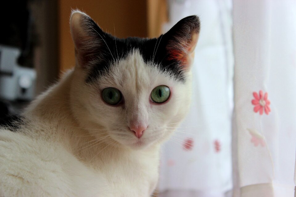Eyes cat's eyes view