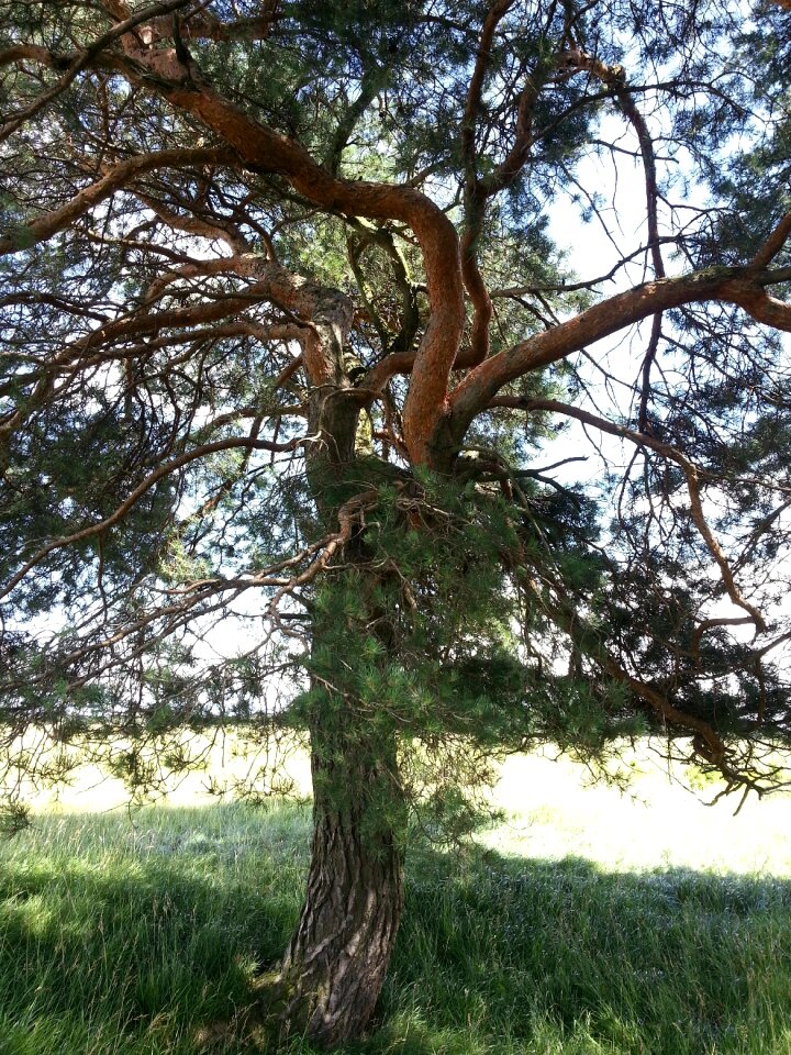 Tree landscape nature