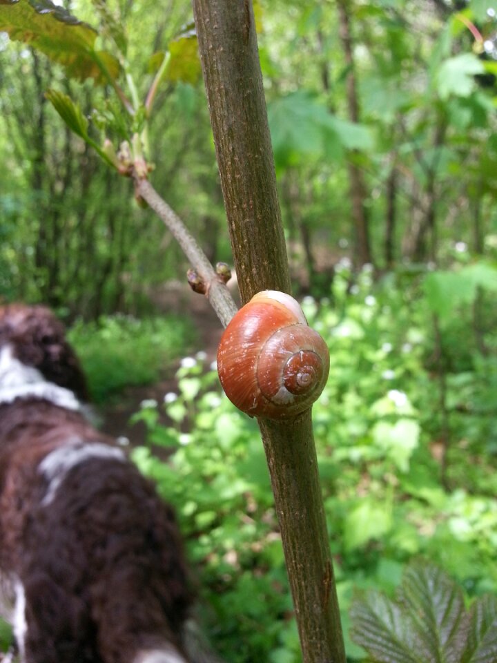Animals snail shells nature