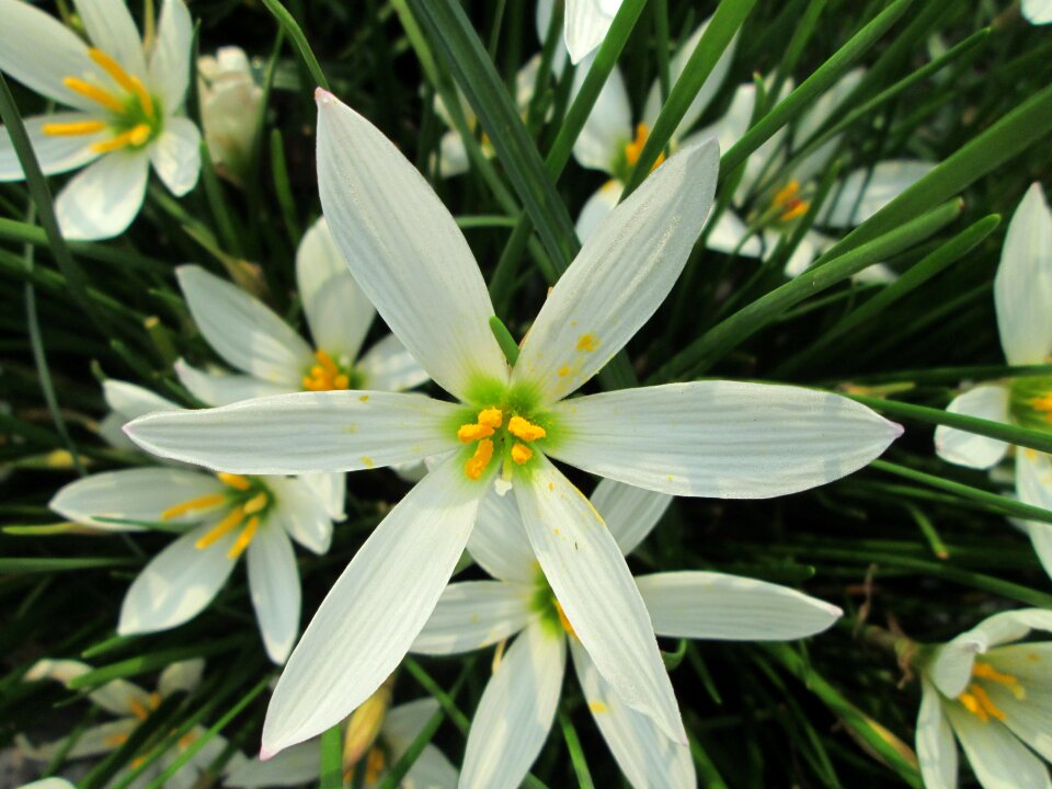 Garden plant white