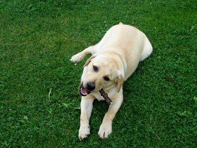 Gold playing puppy