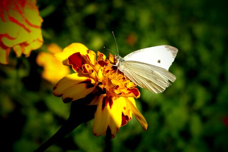 Cabbage white wings flower photo