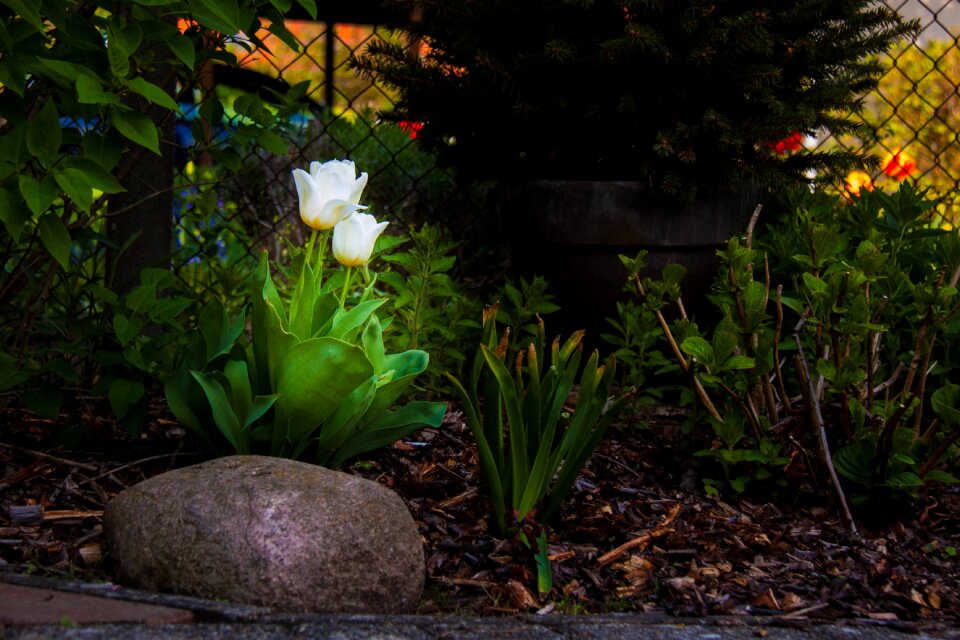 Tulip tulips spring