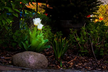 Tulip tulips spring