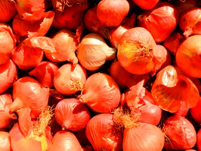 Vegetable harvest autumn