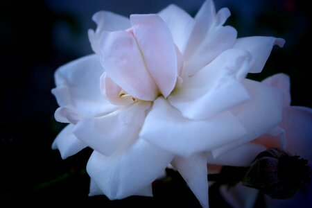 Rose passion macro
