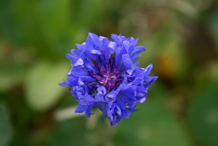 Blue flower close up nature photo