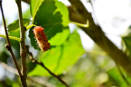 Berries fruits plant photo