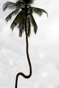 Sea coconut palm coconuts photo