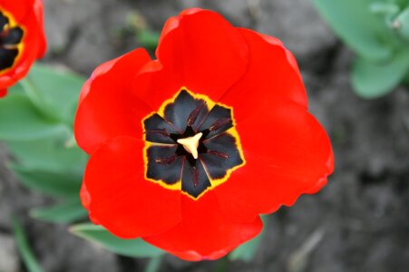 Open garden tulip