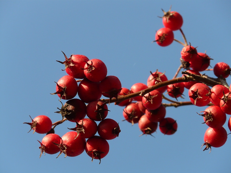 Tree berry red leather leaf weißdorn