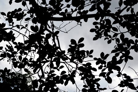 Mystery quite sri lanka