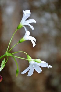 Blossom blossoms plant photo