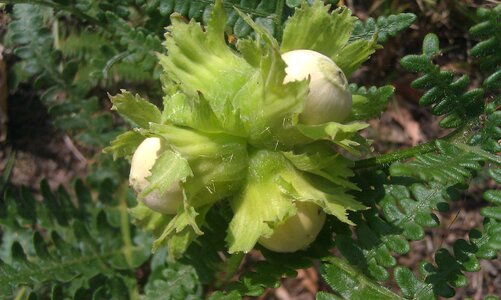 Green nuts inshell hazelnuts