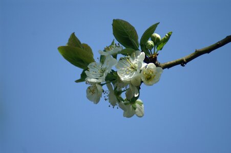 Plum spring betuwe