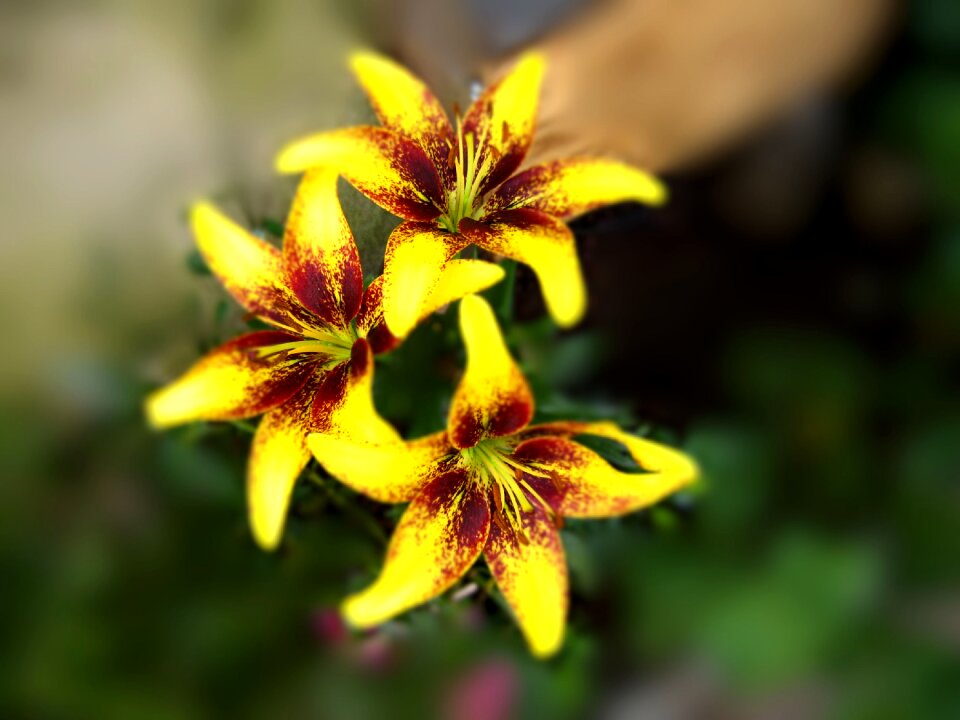 Yellow flower yellow flower