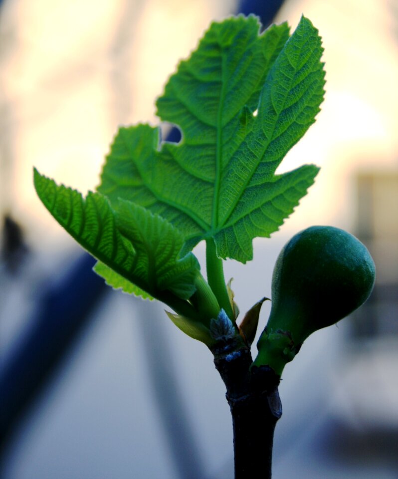 Swollen new leaf bright green