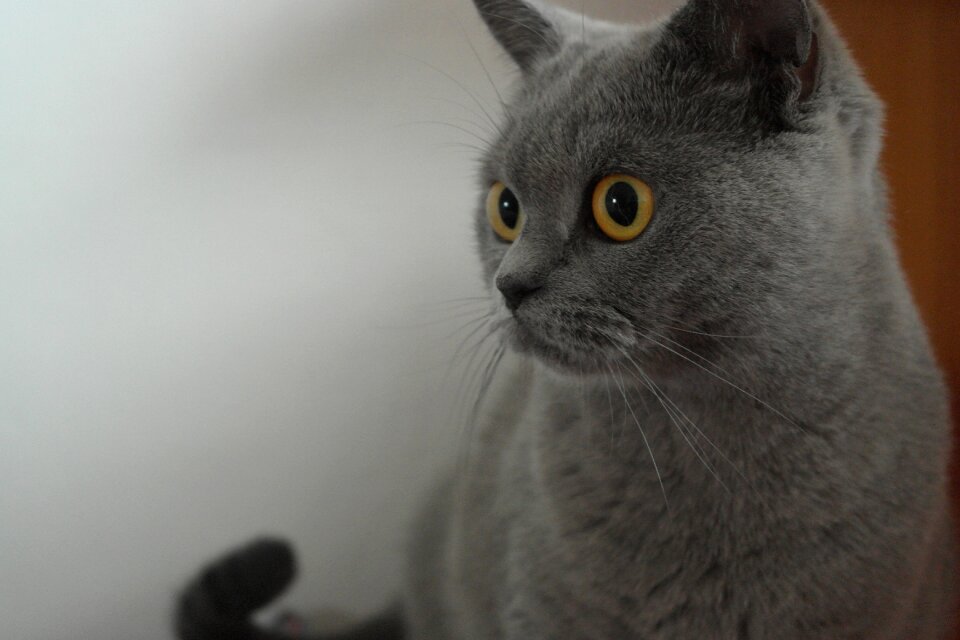 Home eyes gaze