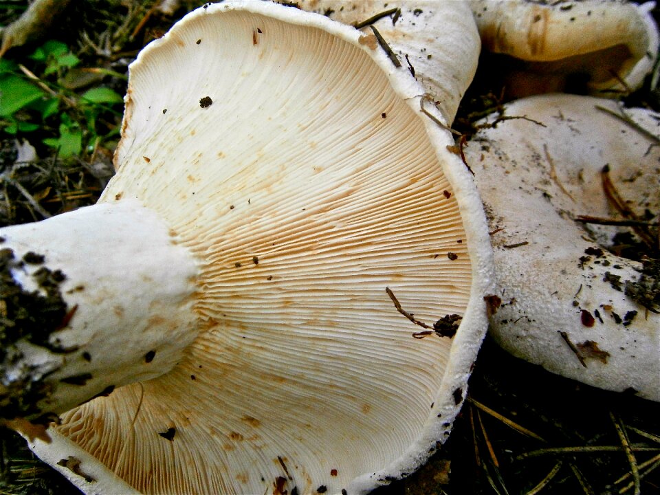 Forest autumn nature