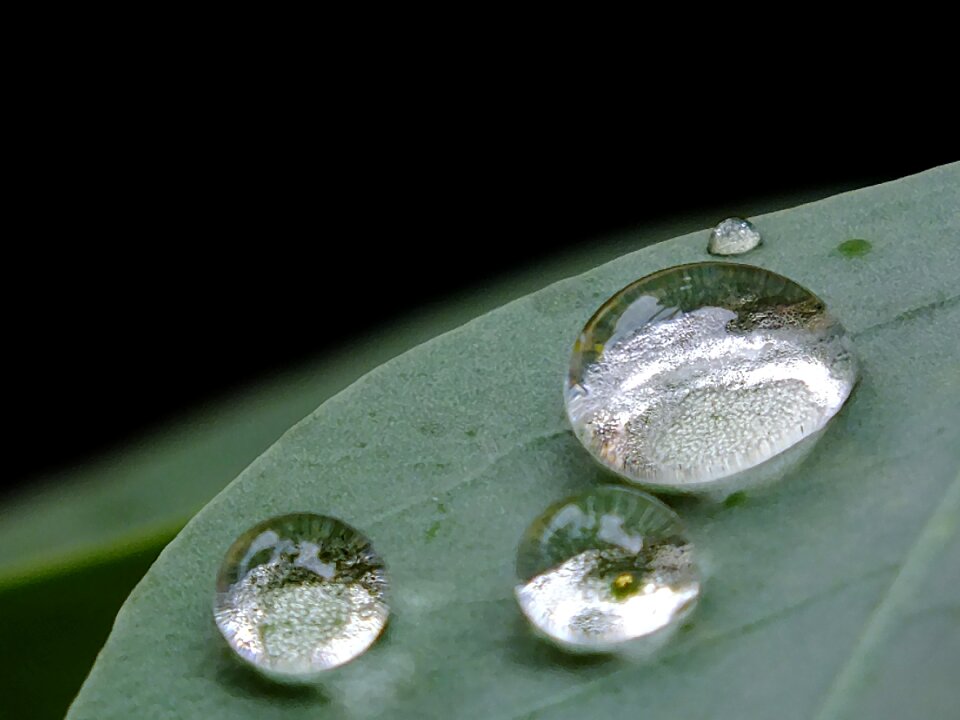 Green drop of rain water