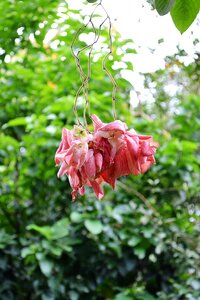 Nature plant vegetation