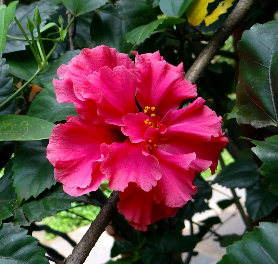China rose dharwad india