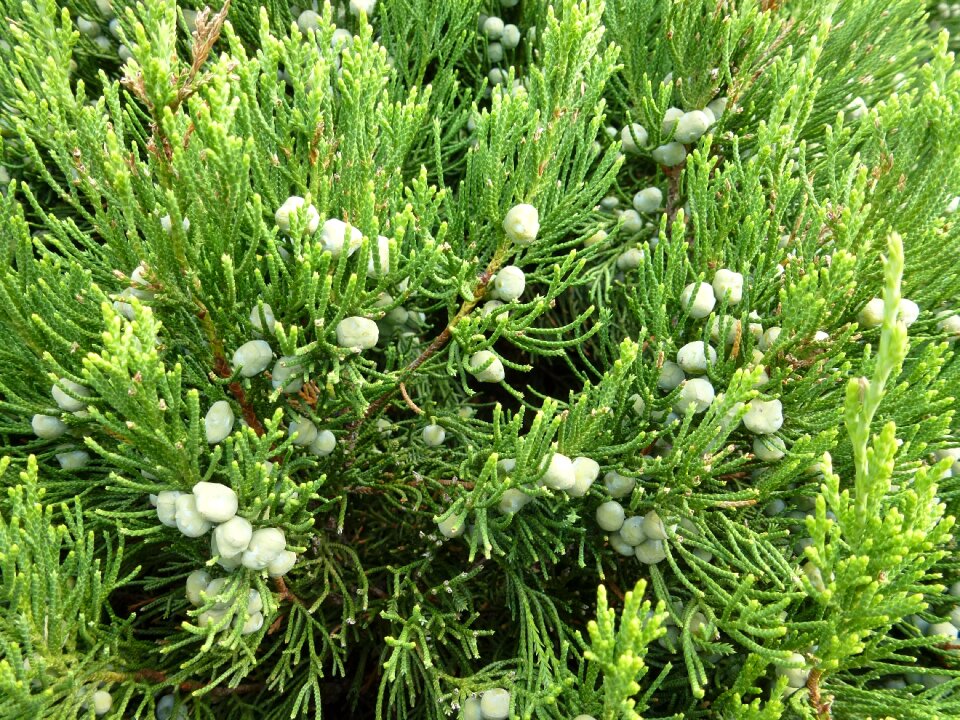 Fir tree branch wildlife