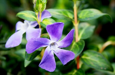 Purple green leaves delicate